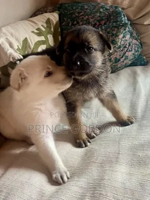 1-3 months Male Purebred German Shepherd