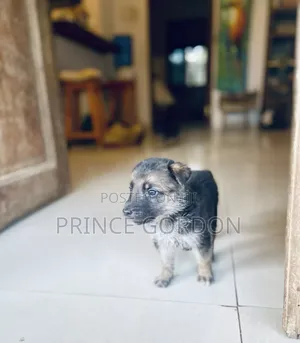 1-3 months Male Purebred German Shepherd