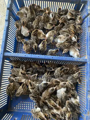 Ibrahim Farms