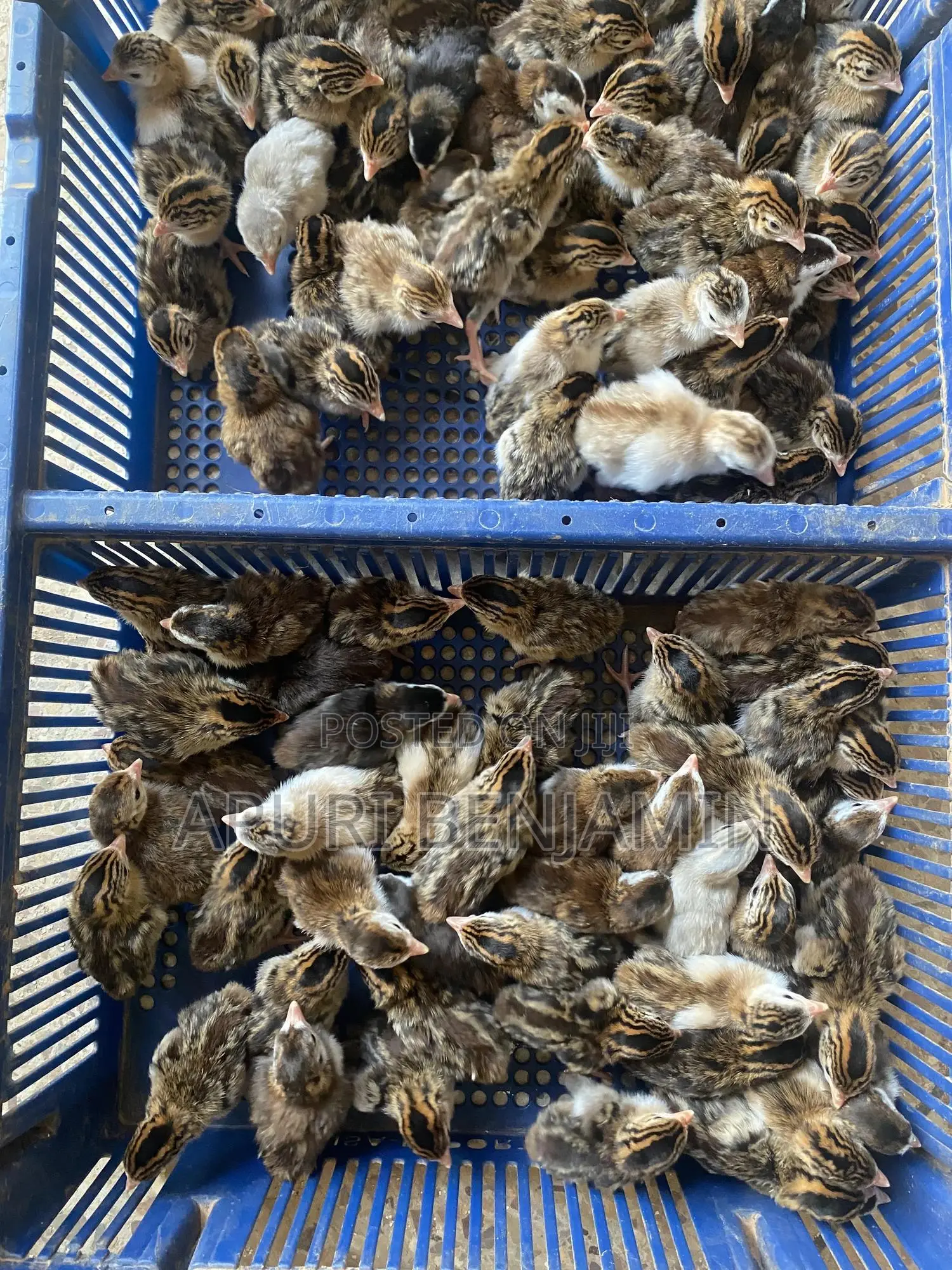 Ibrahim Farms
