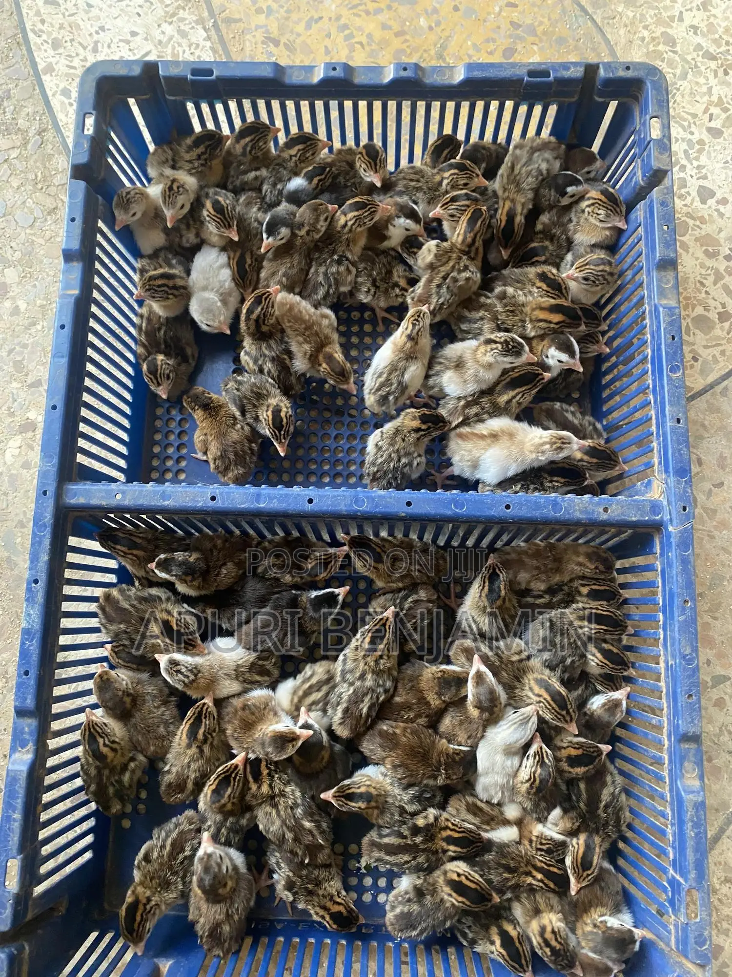 Ibrahim Farms