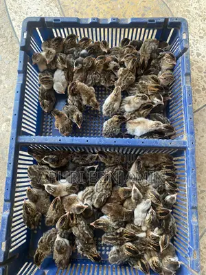 Ibrahim Farms