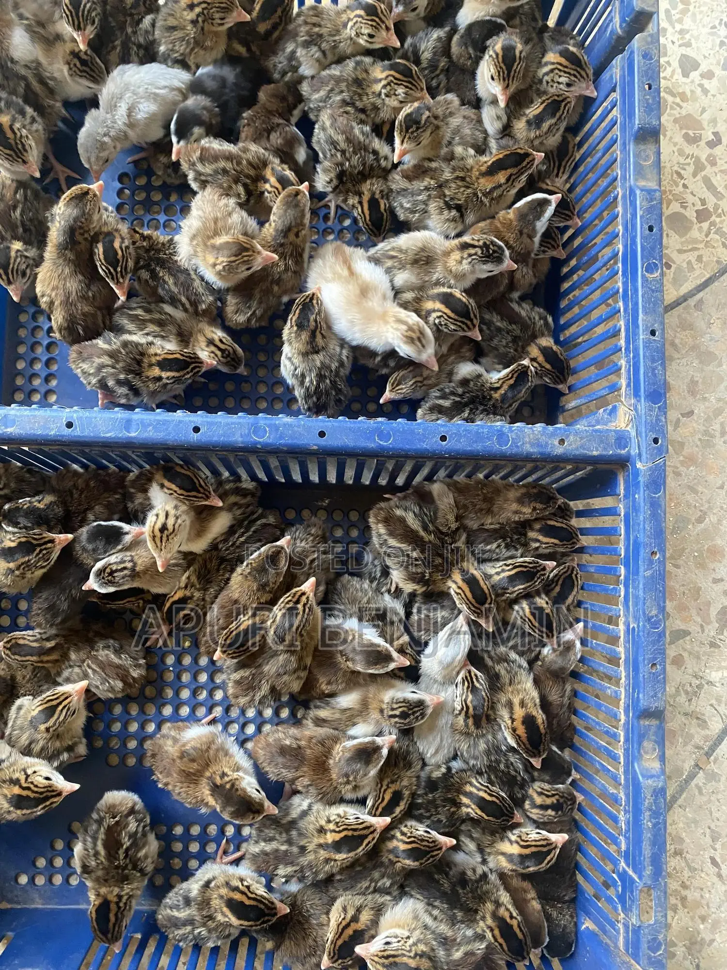 Ibrahim Farms