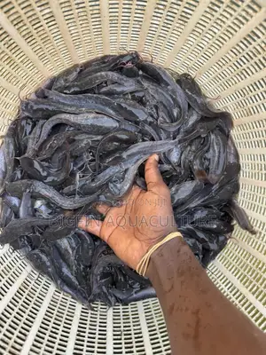Catfish Jumbo