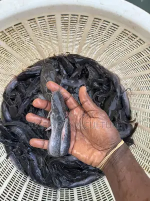 Catfish Jumbo