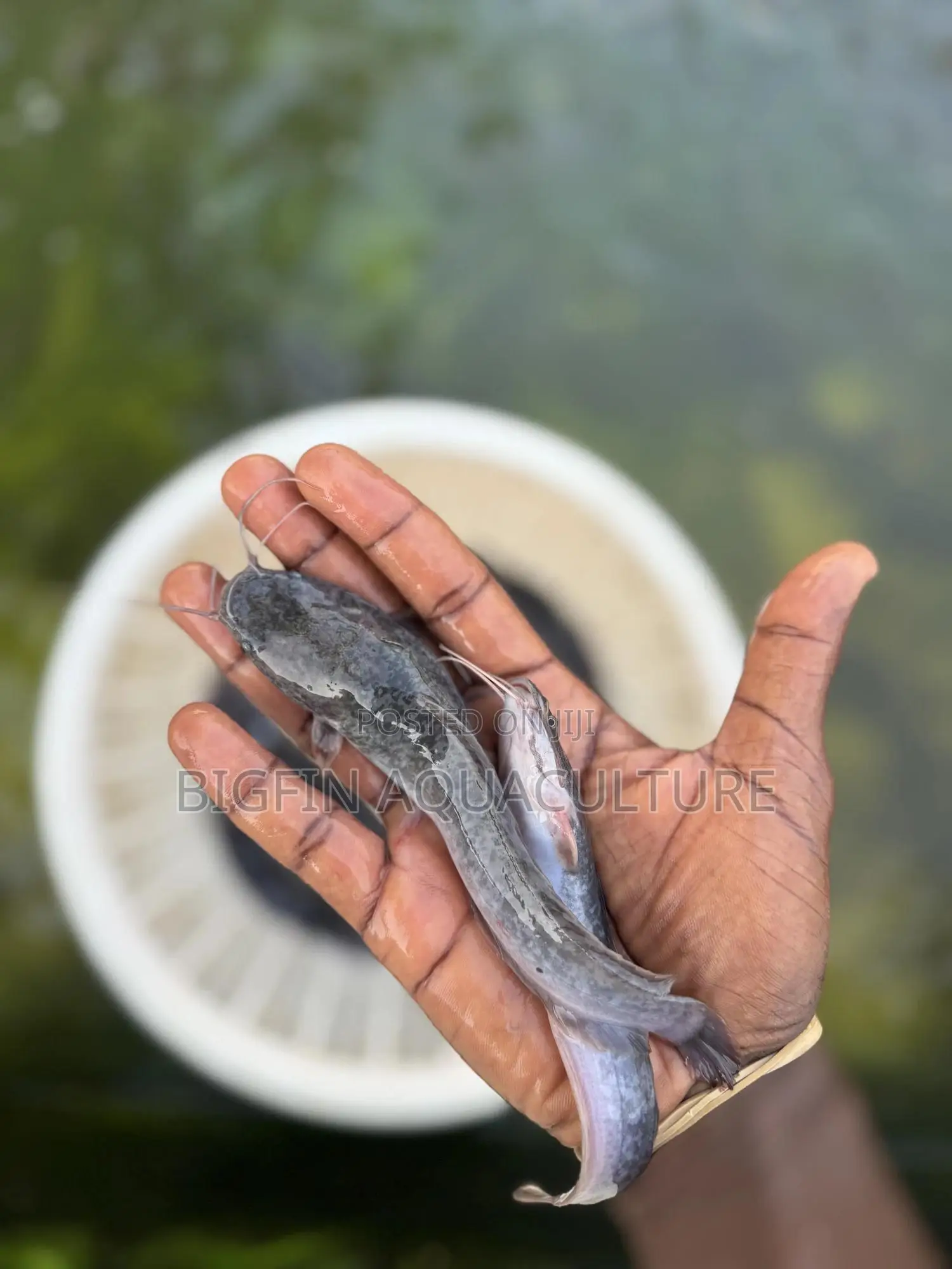 Catfish Jumbo