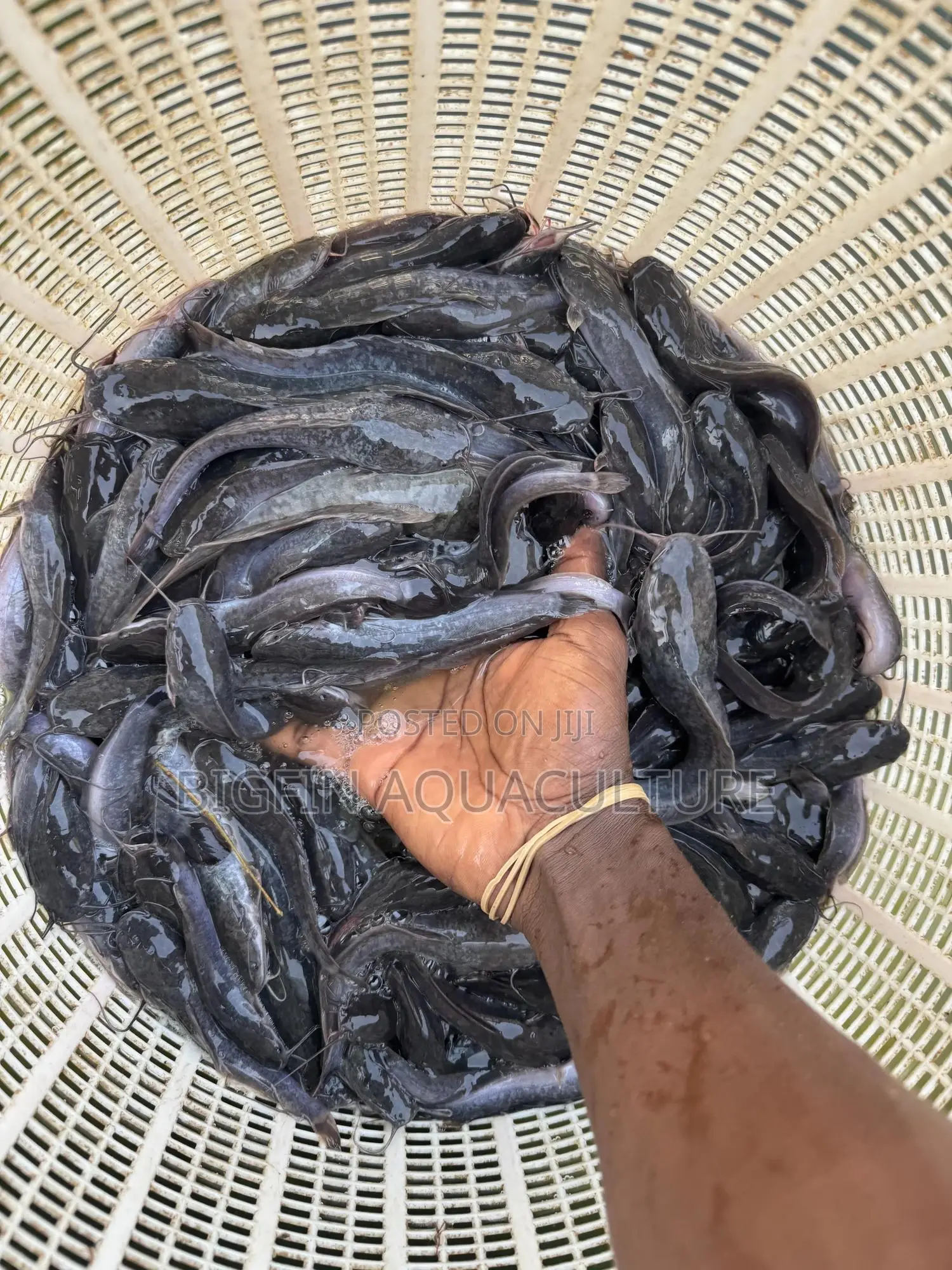 Catfish Jumbo