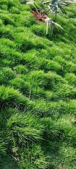 Flowers and Green Grass for Sale