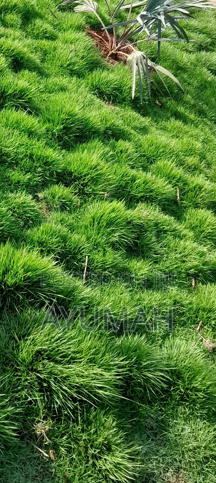 Flowers and Green Grass for Sale