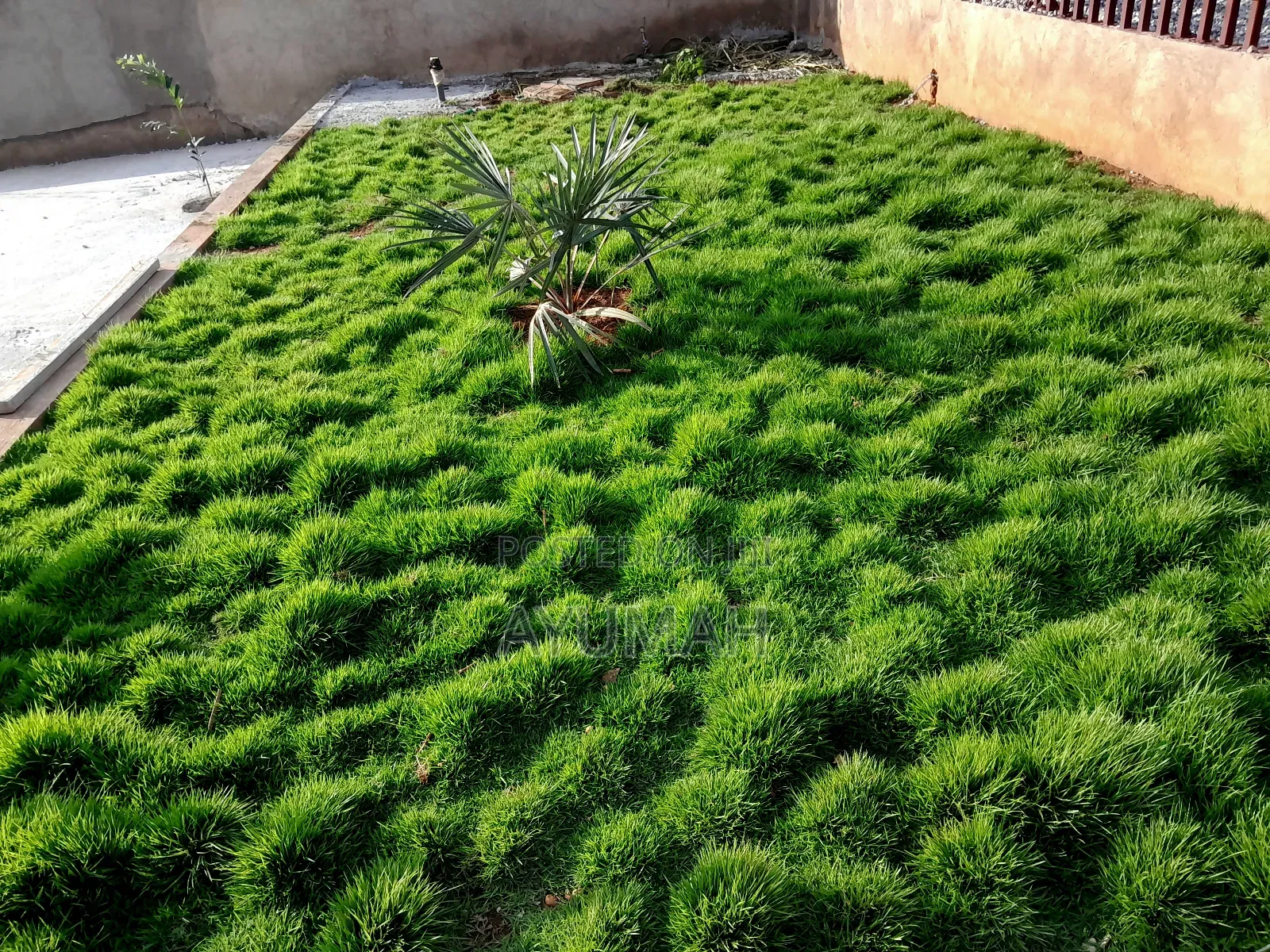 Flowers and Green Grass for Sale