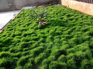Flowers and Green Grass for Sale