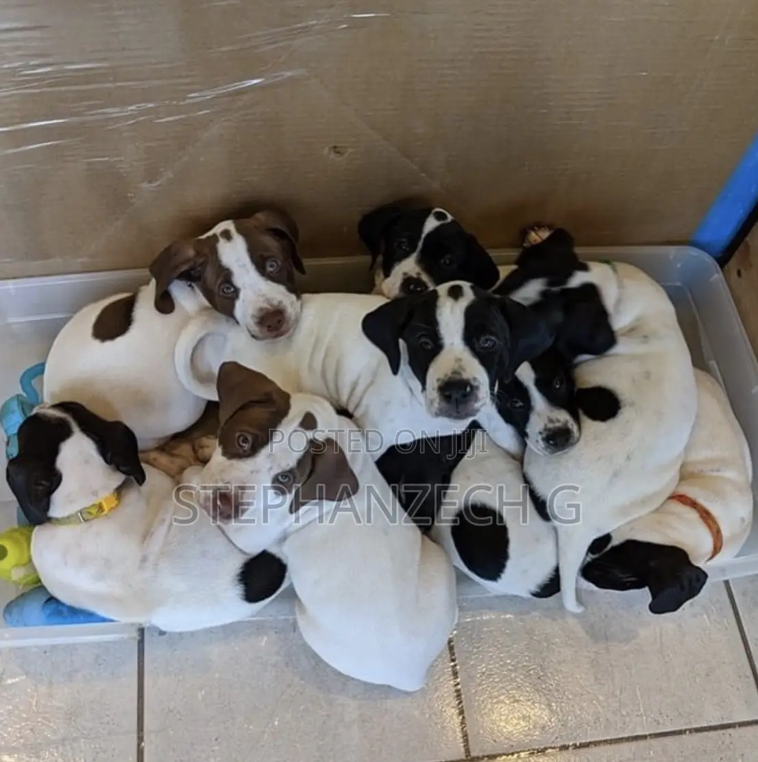 1-3 months Female Purebred American Bully
