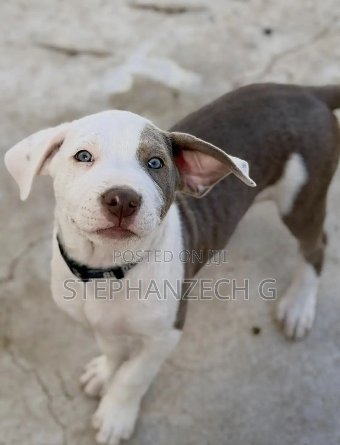 3-6 months Female Purebred American Pit Bull Terrier