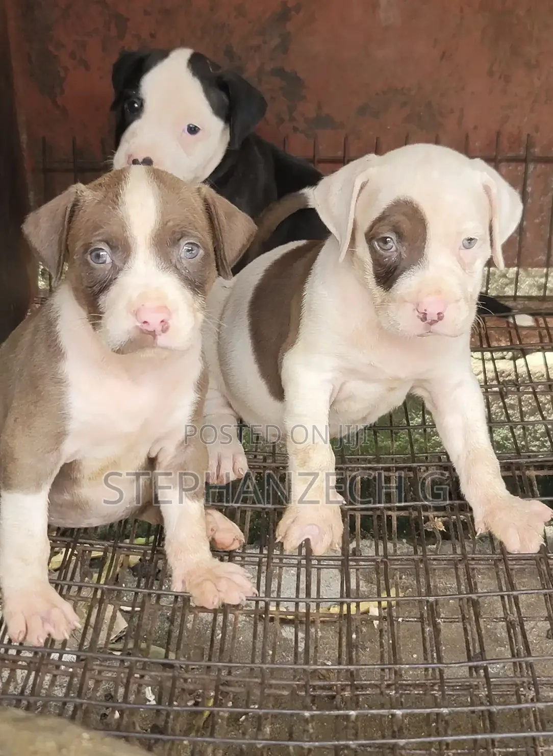 1-3 months Male Purebred American Bully