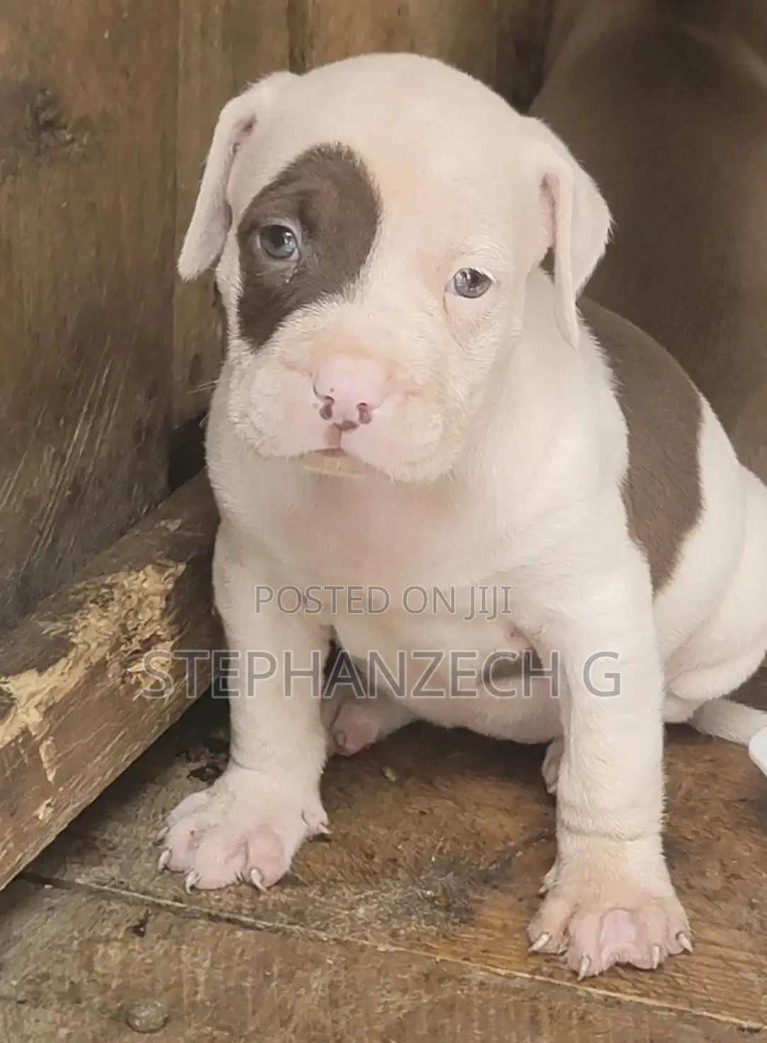 0-1 month Female Purebred American Bully