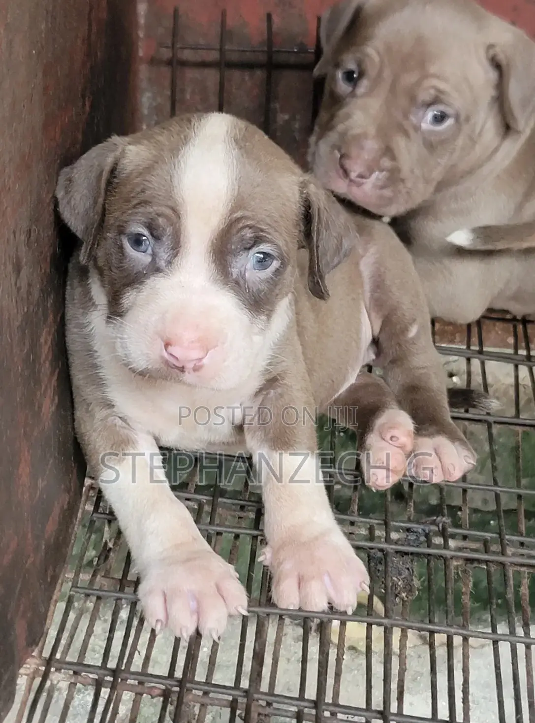 1-3 months Female Purebred American Bully