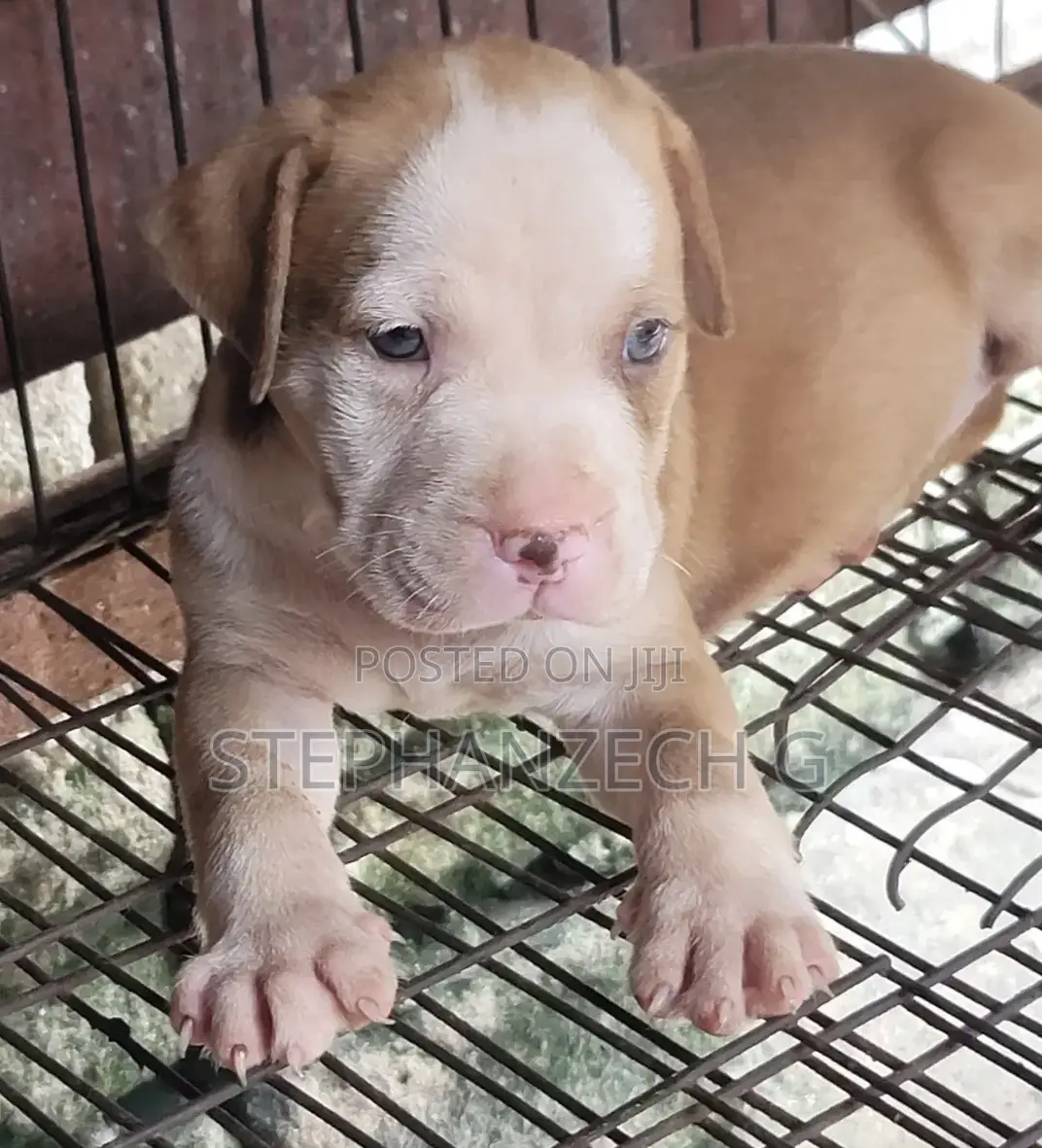 1-3 months Female Purebred American Bully