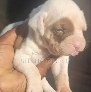 0-1 month Female Purebred American Bully