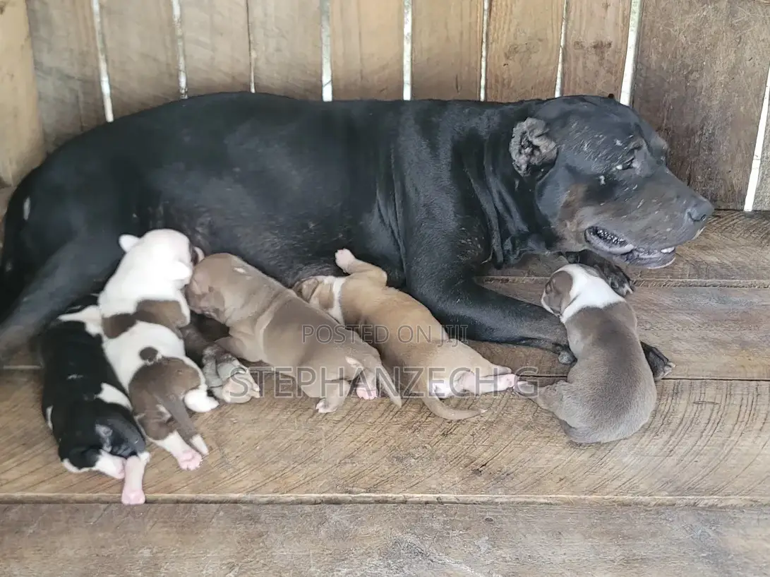0-1 month Female Purebred American Bully