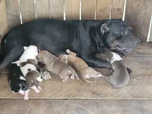 0-1 month Female Purebred American Bully