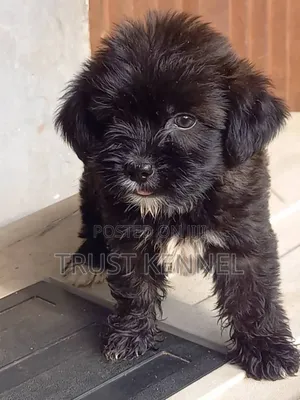 1-3 months Male Purebred Poodle