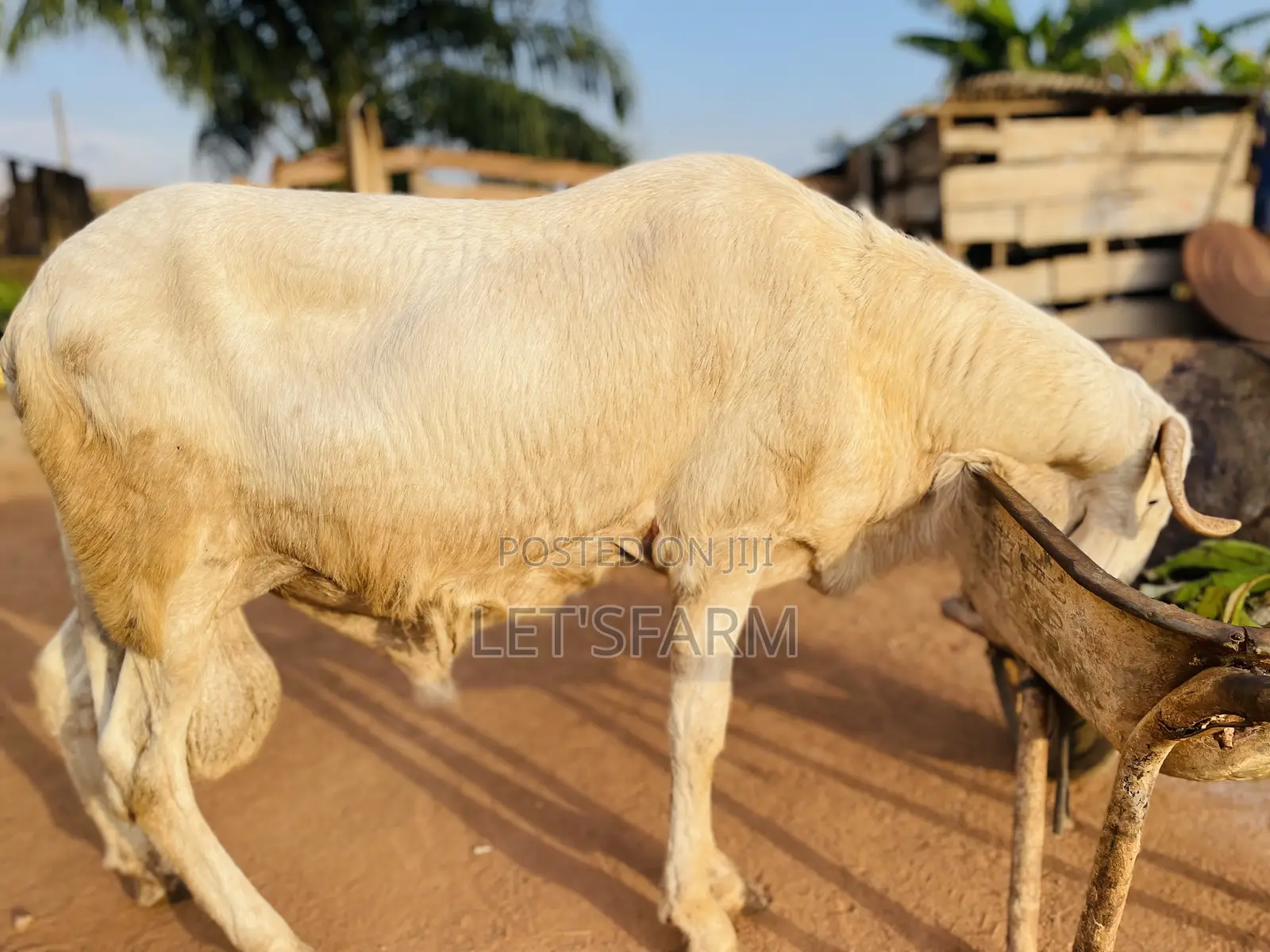Balami Ram