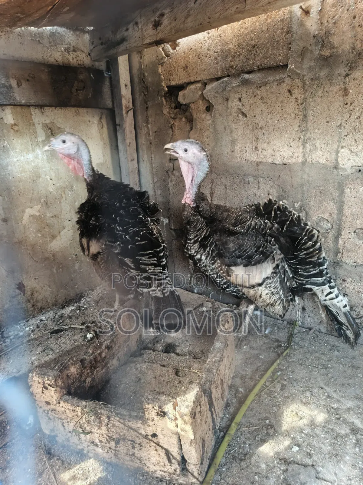 Female Turkeys for Sale