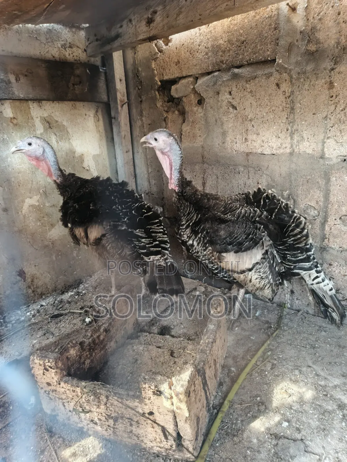 Female Turkeys for Sale