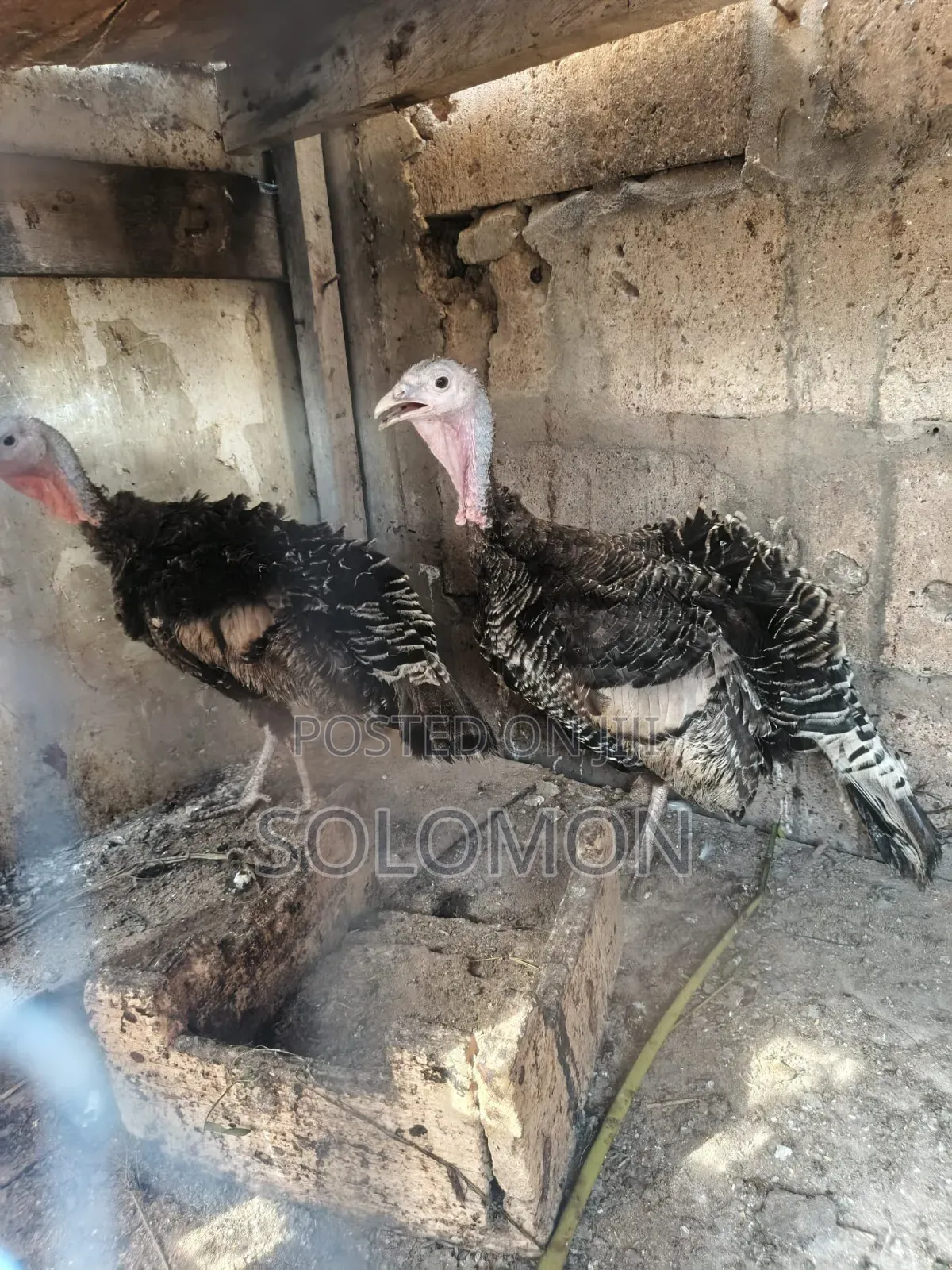 Female Turkeys for Sale