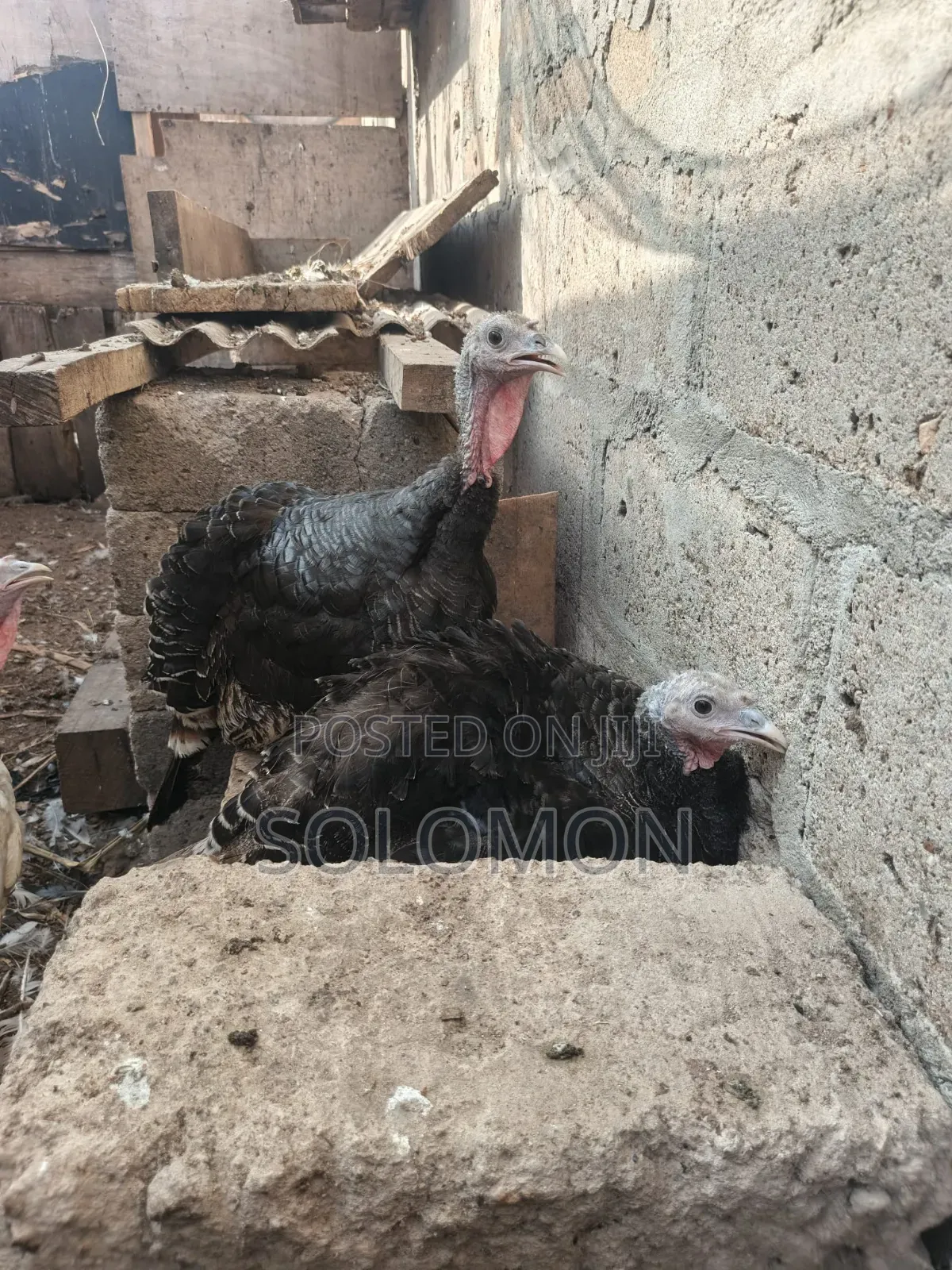 Female Turkeys for Sale