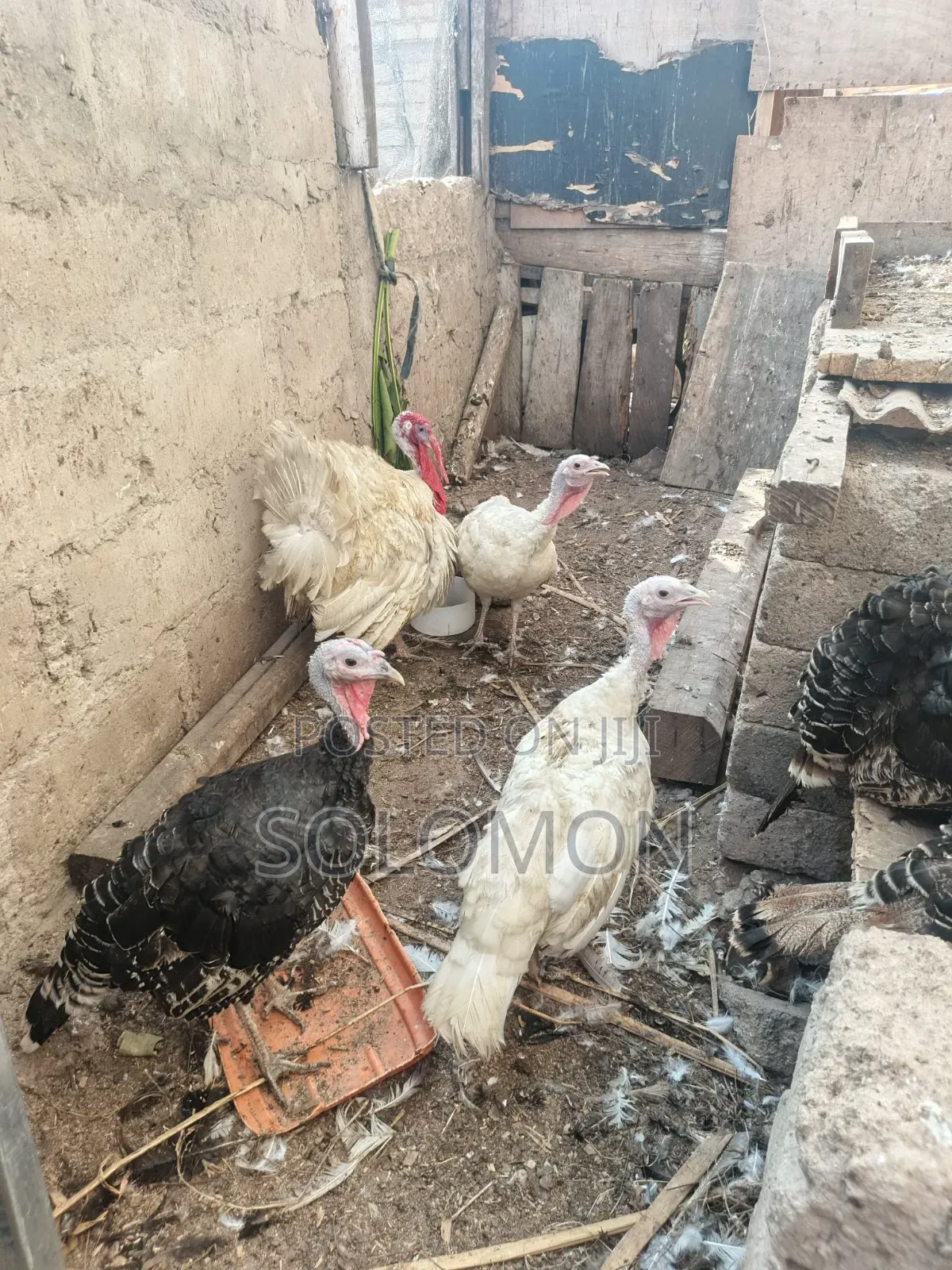 Female Turkeys for Sale