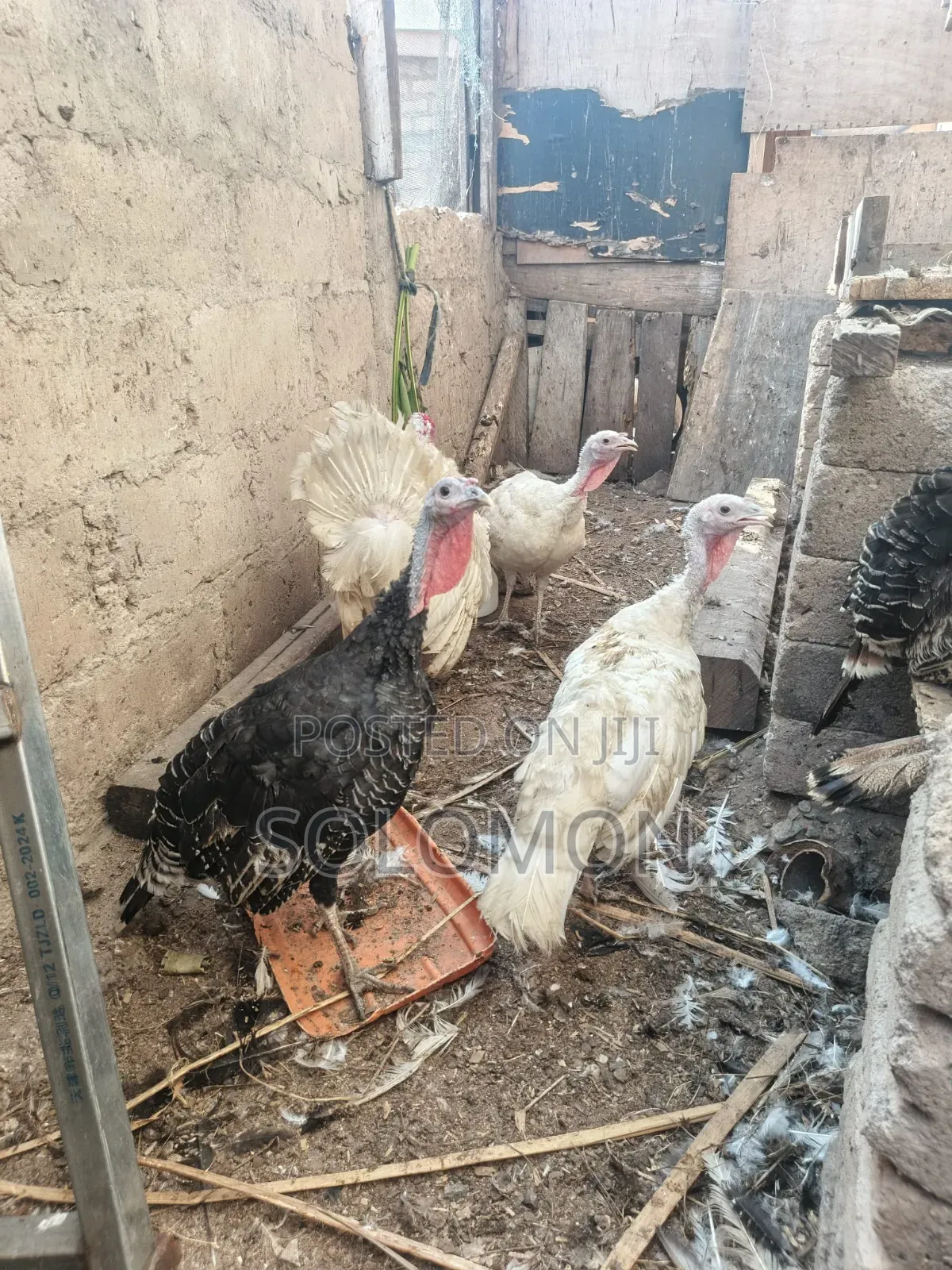 Female Turkeys for Sale
