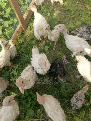 Young Turkeys