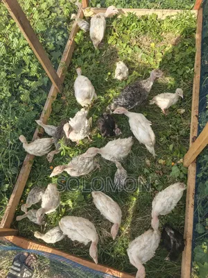 Young Turkeys