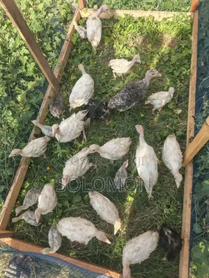 Young Turkeys