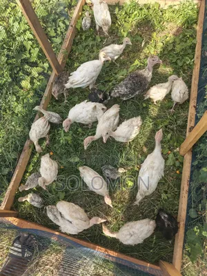 Young Turkeys