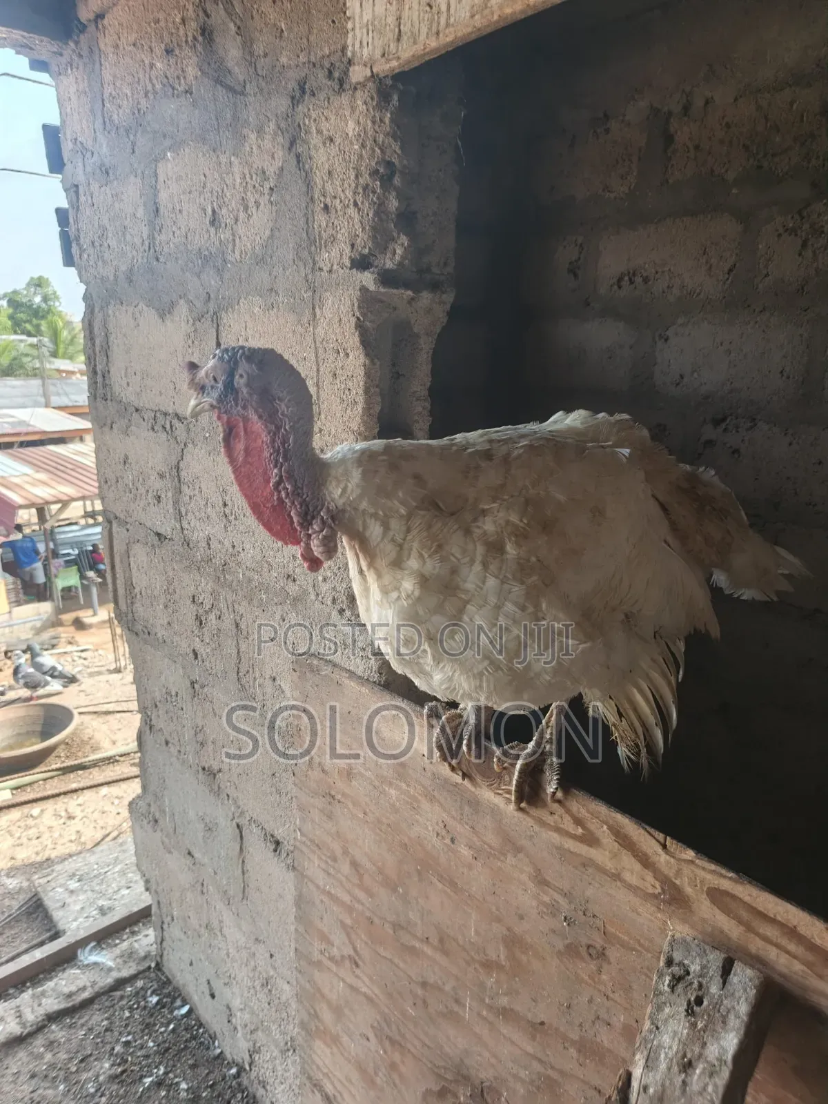 Turkey Male