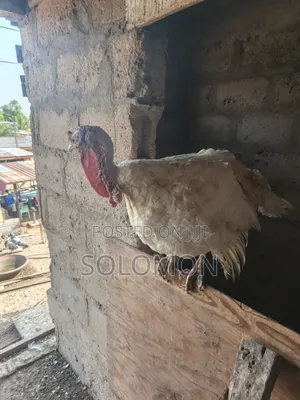 Turkey Male