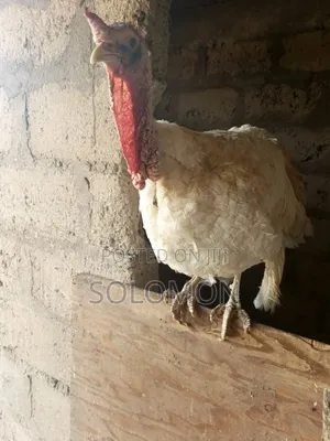 Turkey Male