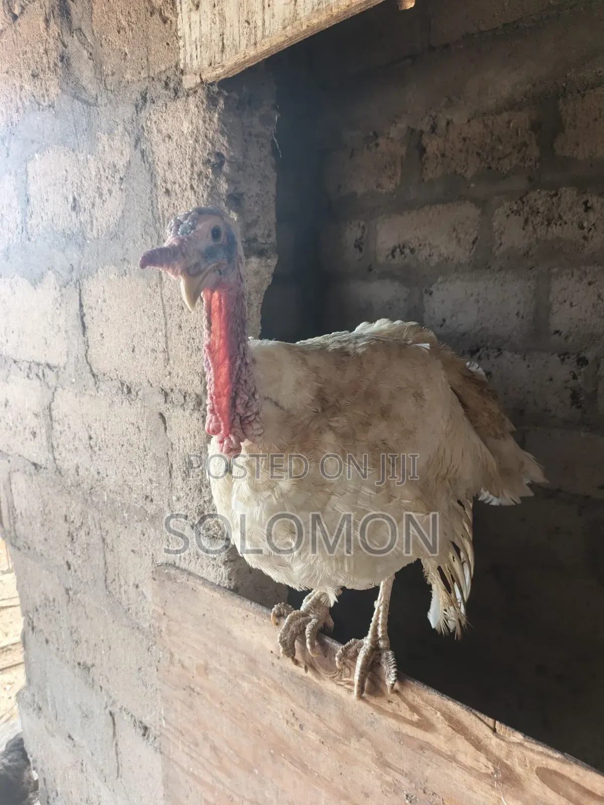 Turkey Male