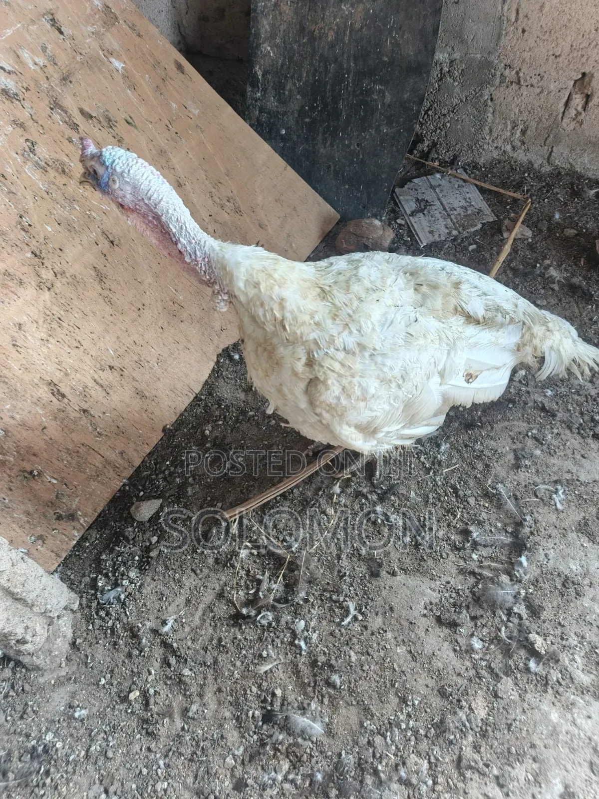 Turkey Male