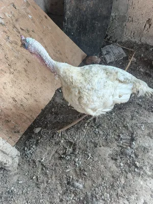 Turkey Male