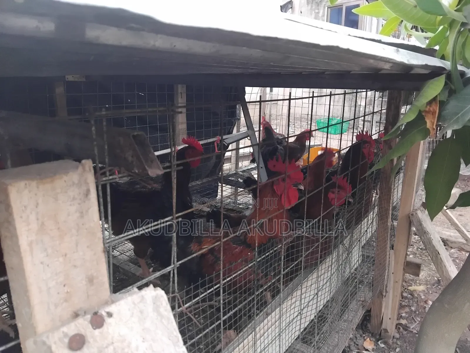 Matured Cocks for Sale