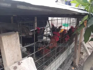 Matured Cocks for Sale