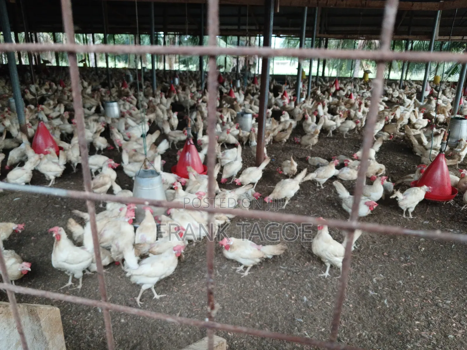 Fresh Eggs Directly From the Farm for Sale.