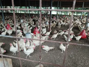 Fresh Eggs Directly From the Farm for Sale.
