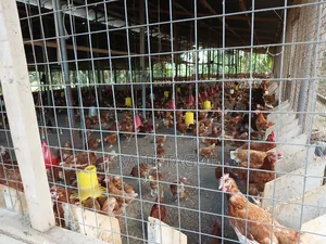 Fresh Eggs Directly From the Farm for Sale.
