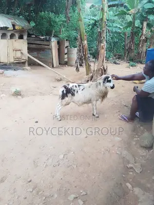 Sheep for Sale