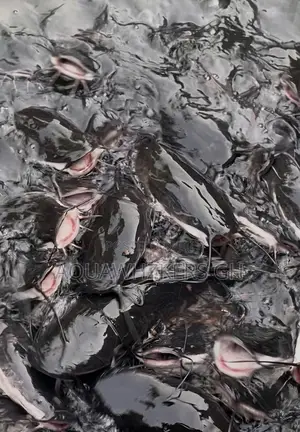 Start Your Fish Farming