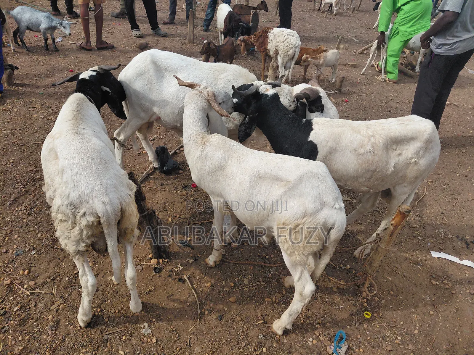 Healthy Sheep and Goats